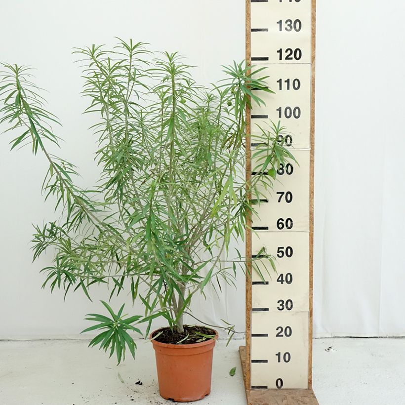 Amostra de Thevetia peruviana Vaso de 7,5 L/10 L tal como entregue no outono