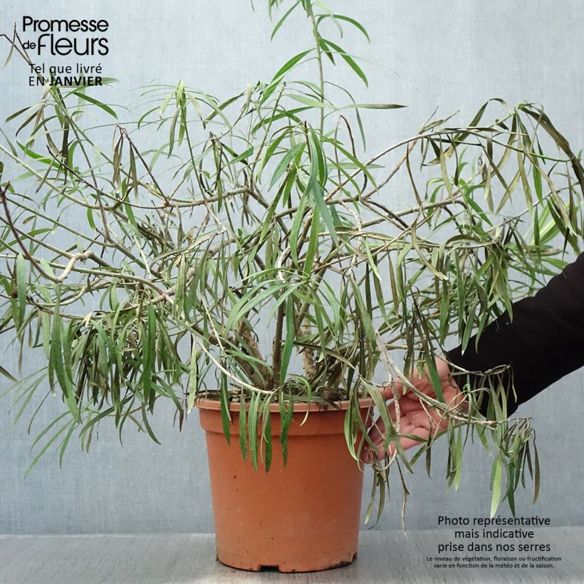 Amostra de Thevetia peruviana - Thévétia du Pérou ou Laurier jaune Vaso de 7,5 L/10 L tal como entregue no inverno