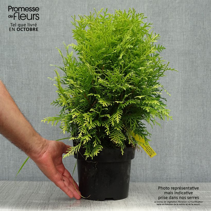 Amostra de Thuja occidentalis Danica Aurea - Tuia-ocidental Vaso de 2 L/3 L tal como entregue no outono