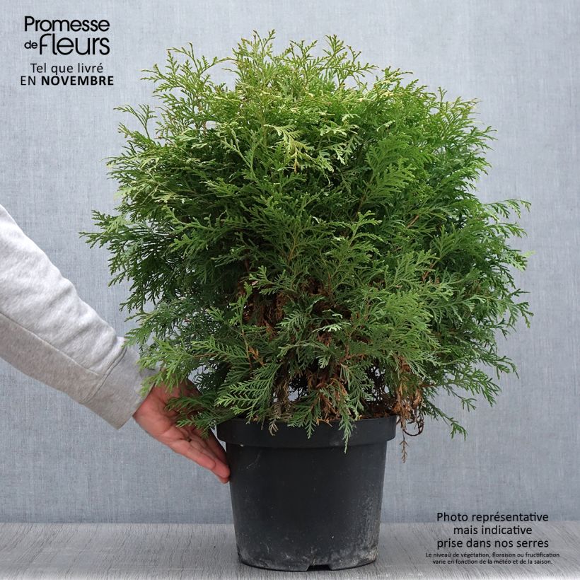 Amostra de Thuja occidentalis Danica Aurea - Tuia-ocidental Vaso de 7,5 L/10 L tal como entregue no outono