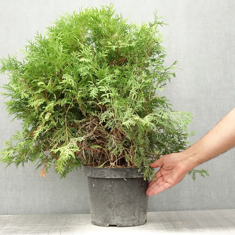 Amostra de Thuja occidentalis Danica Aurea - Tuia-ocidental Vaso de 7,5 L/10 L tal como entregue no verão