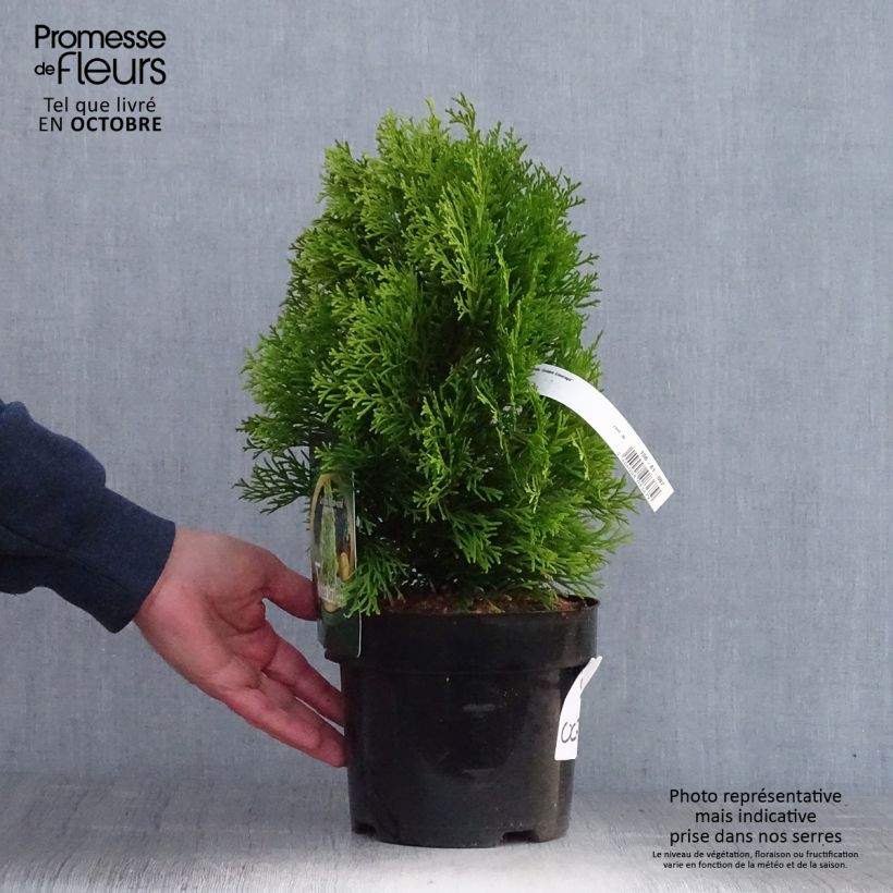 Amostra de Thuja occidentalis Golden Smaragd - Tuia-ocidental Vaso de 2 L/3 L tal como entregue no outono