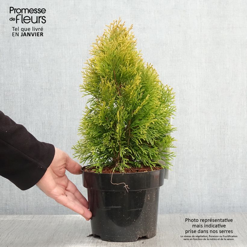 Amostra de Thuja occidentalis Golden Smaragd - Tuia-ocidental Vaso de 2 L/3 L tal como entregue no inverno