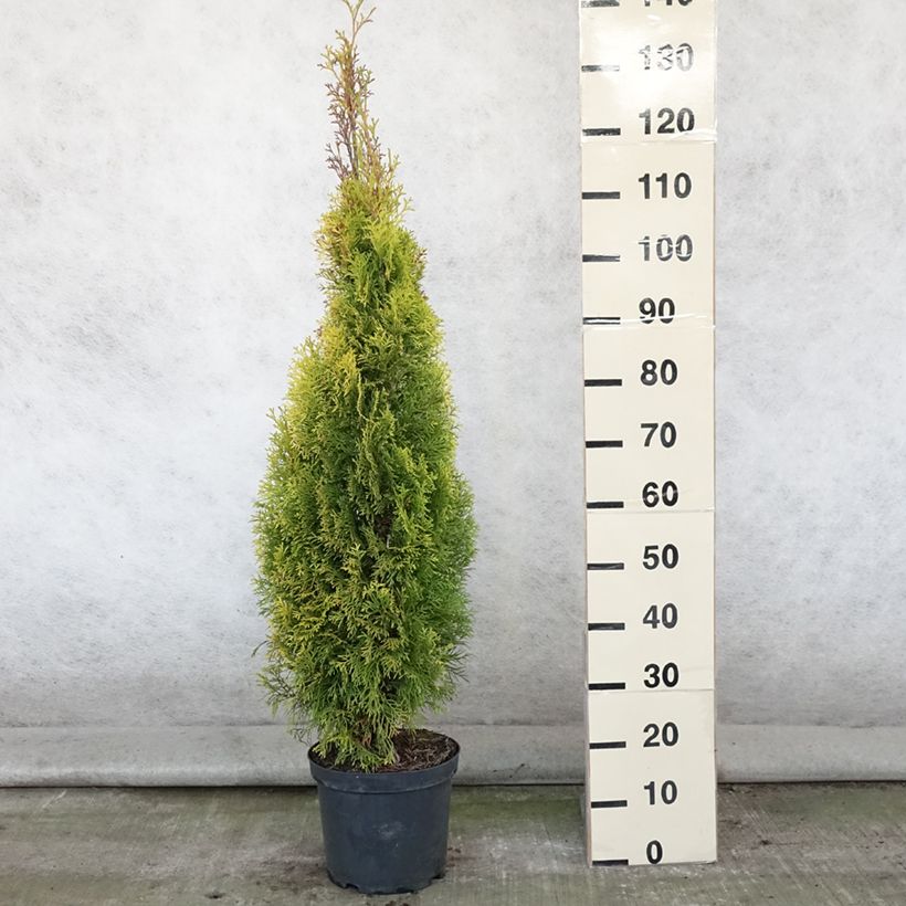 Amostra de Thuja occidentalis Golden Smaragd - Tuia-ocidental Vaso de 7,5 L/10 L tal como entregue no verão