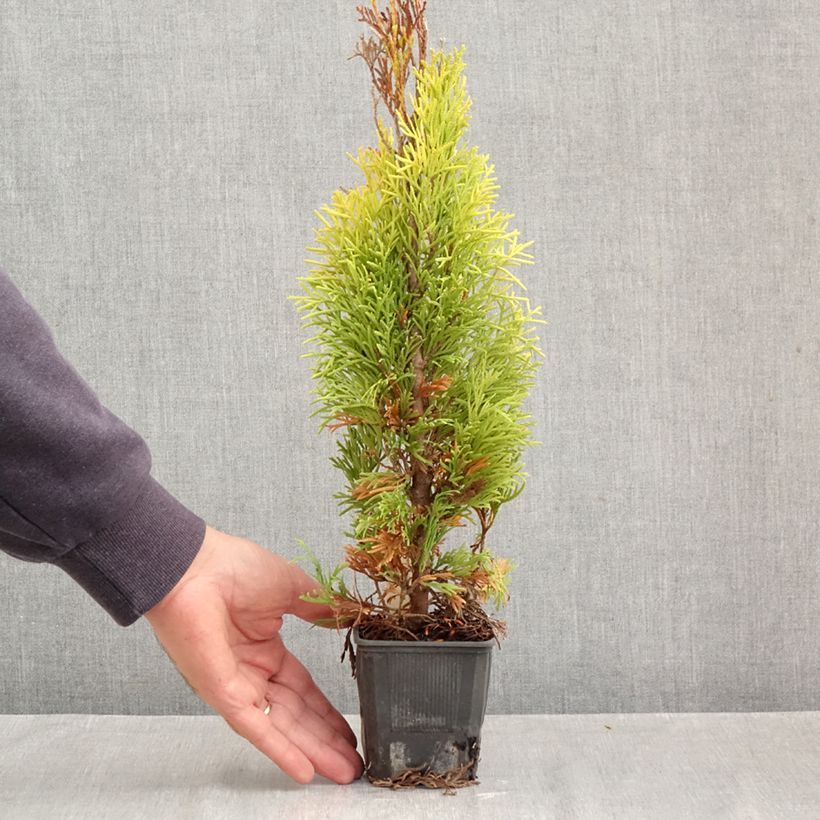 Amostra de Thuja occidentalis Golden Smaragd - Tuia-ocidental Vaso de 8/9 cm tal como entregue no outono