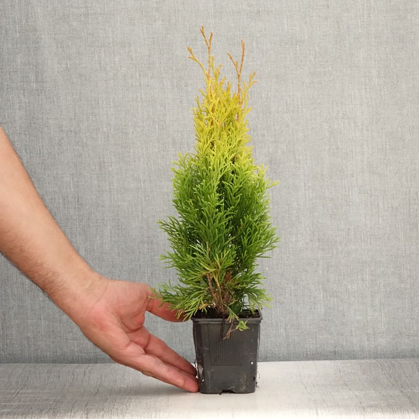 Amostra de Thuja occidentalis Golden Smaragd - Tuia-ocidental Vaso de 8/9 cm tal como entregue no verão