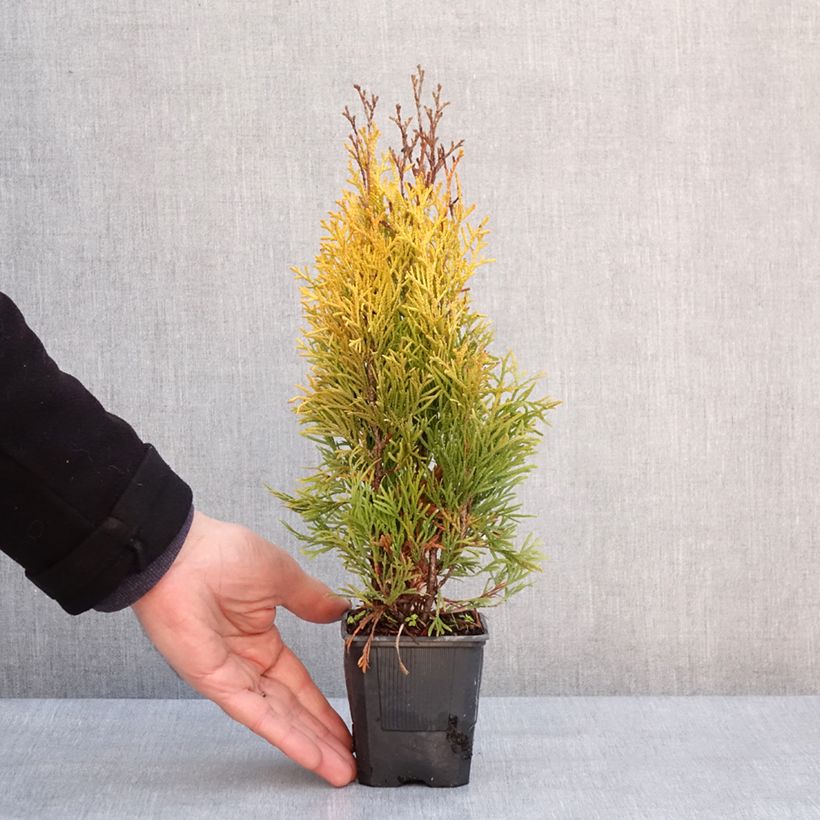 Amostra de Thuja occidentalis Golden Smaragd - Tuia-ocidental Vaso de 8/9 cm tal como entregue no inverno