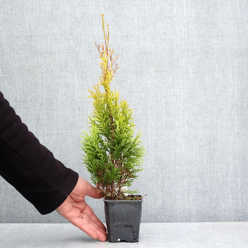 Amostra de Thuja occidentalis Golden Smaragd - Tuia-ocidental Vaso de 8/9 cm tal como entregue na primavera