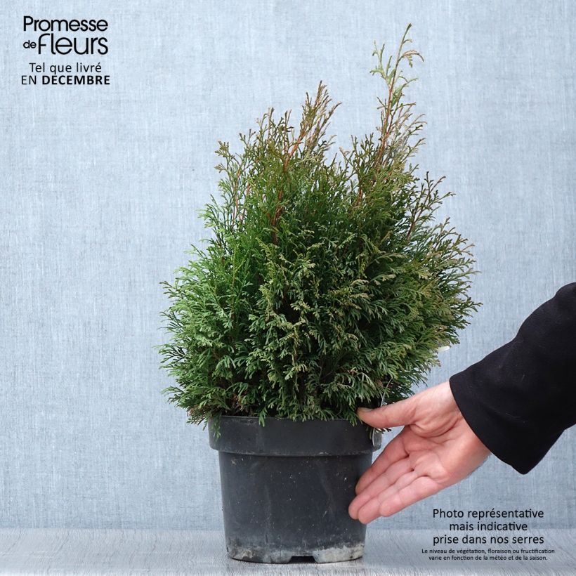 Amostra de Thuja occidentalis Miky - Tuia-ocidental Vaso de 2 L/3 L tal como entregue no outono