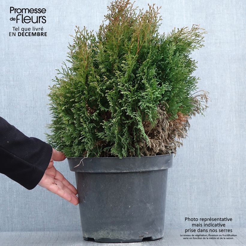 Amostra de Thuja occidentalis Miky - Tuia-ocidental Vaso de 7,5 L/10 L tal como entregue no outono