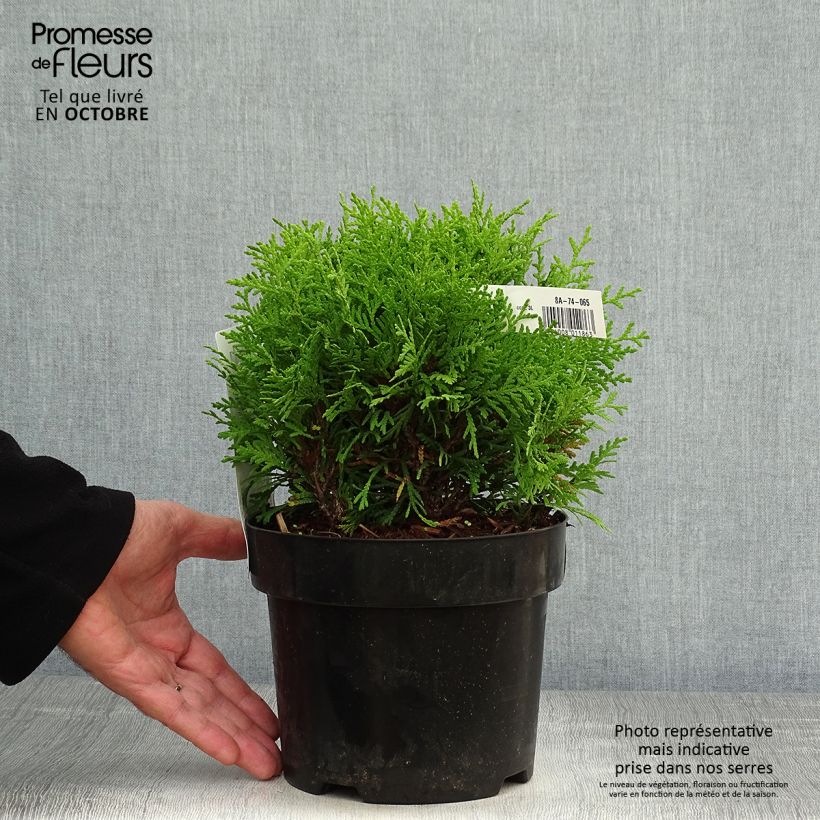 Amostra de Thuja occidentalis Mirjam - Tuia-ocidental Vaso de 2 L/3 L tal como entregue no outono
