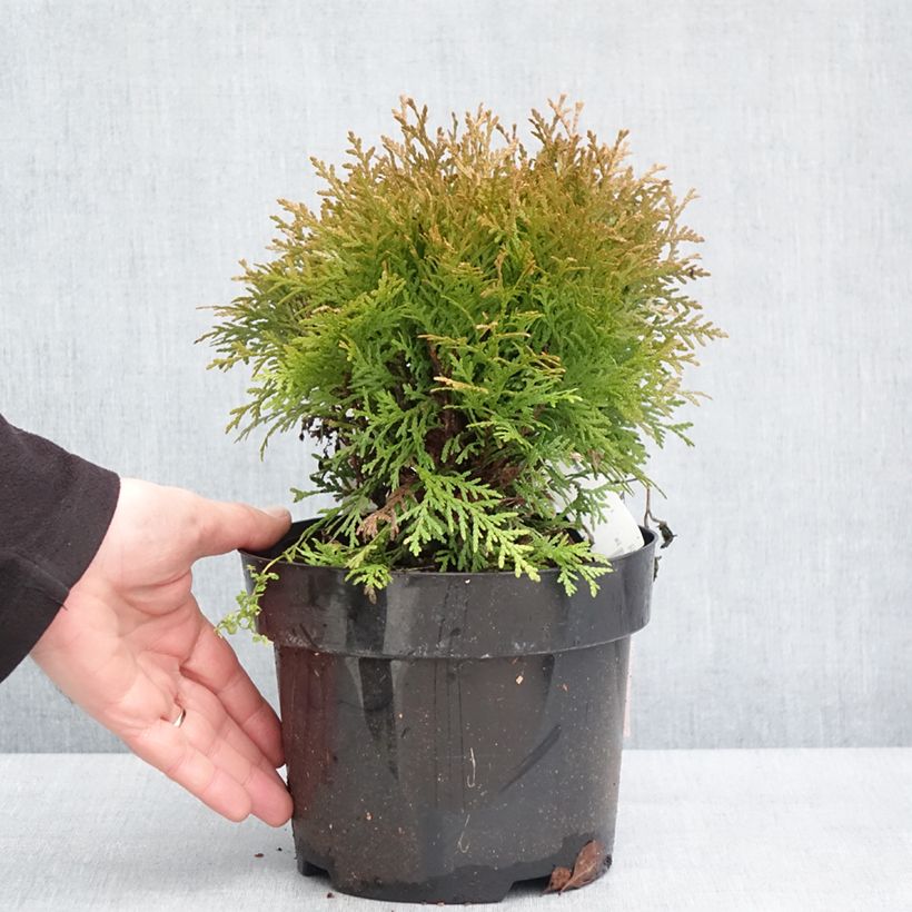 Amostra de Thuja occidentalis Mirjam - Tuia-ocidental Vaso de 2 L/3 L tal como entregue no inverno