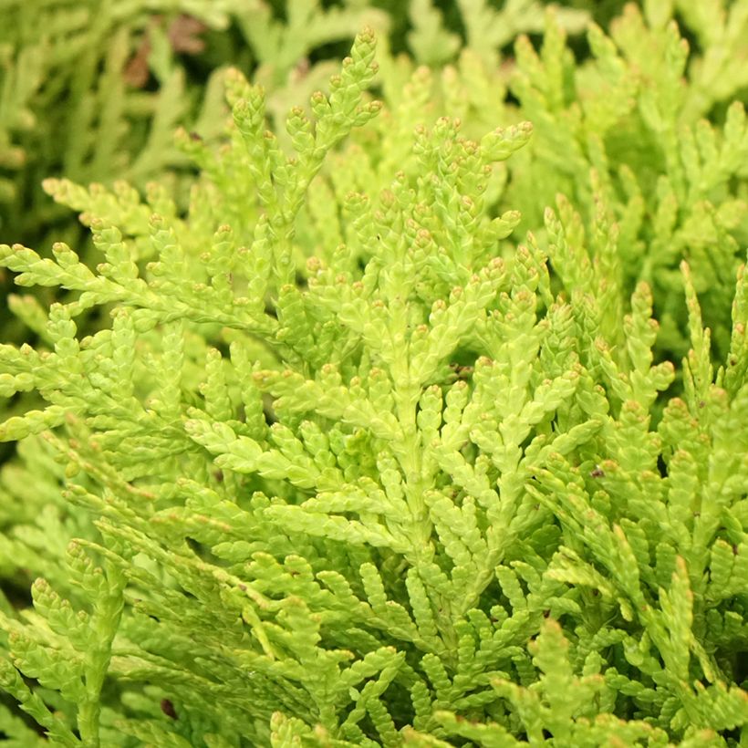 Thuja occidentalis Mirjam - Tuia-ocidental (Folhagem)
