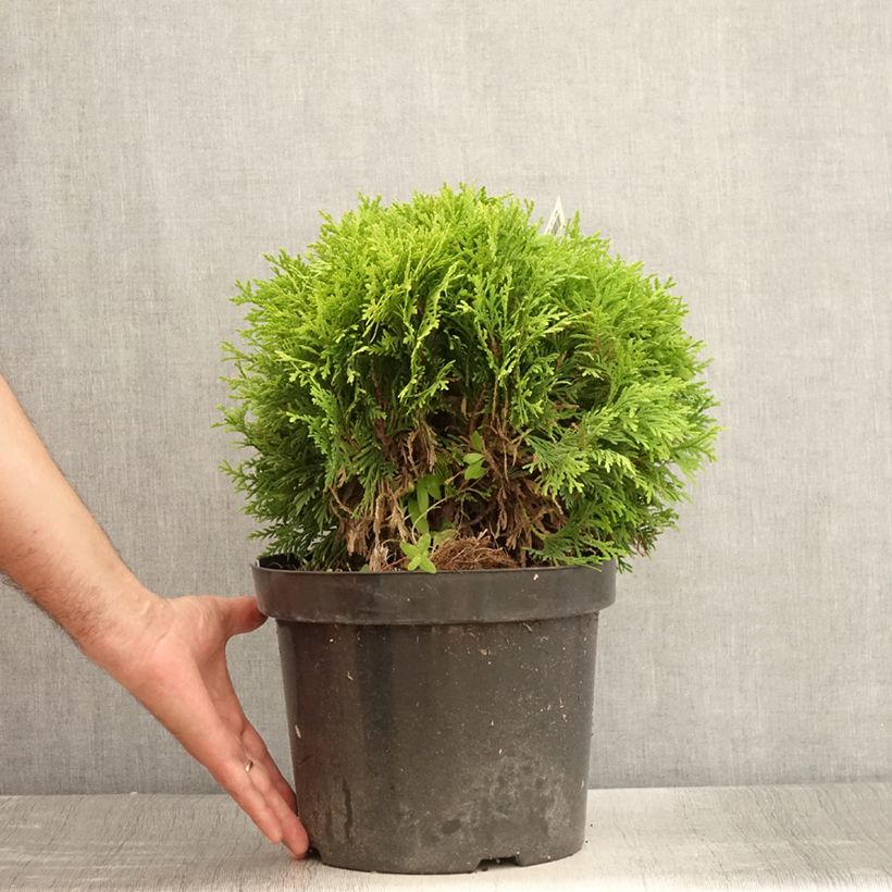 Amostra de Thuja occidentalis Mirjam - Tuia-ocidental Vaso de 7,5 L/10 L tal como entregue no verão