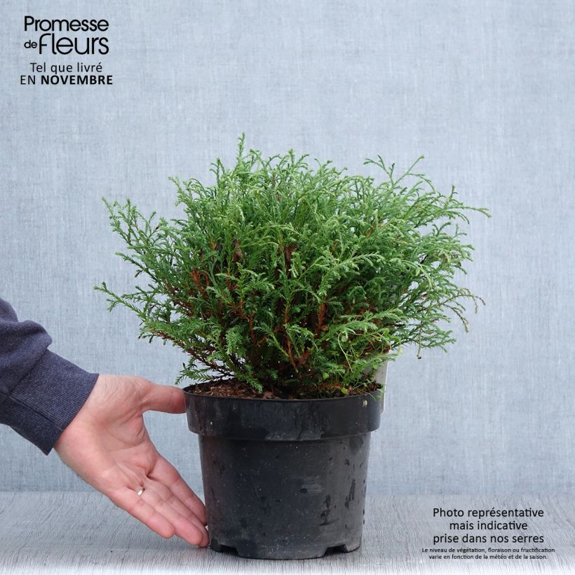 Amostra de Thuja occidentalis Mr Bowling Ball - Tuia-ocidental Vaso de 2 L/3 L tal como entregue no outono