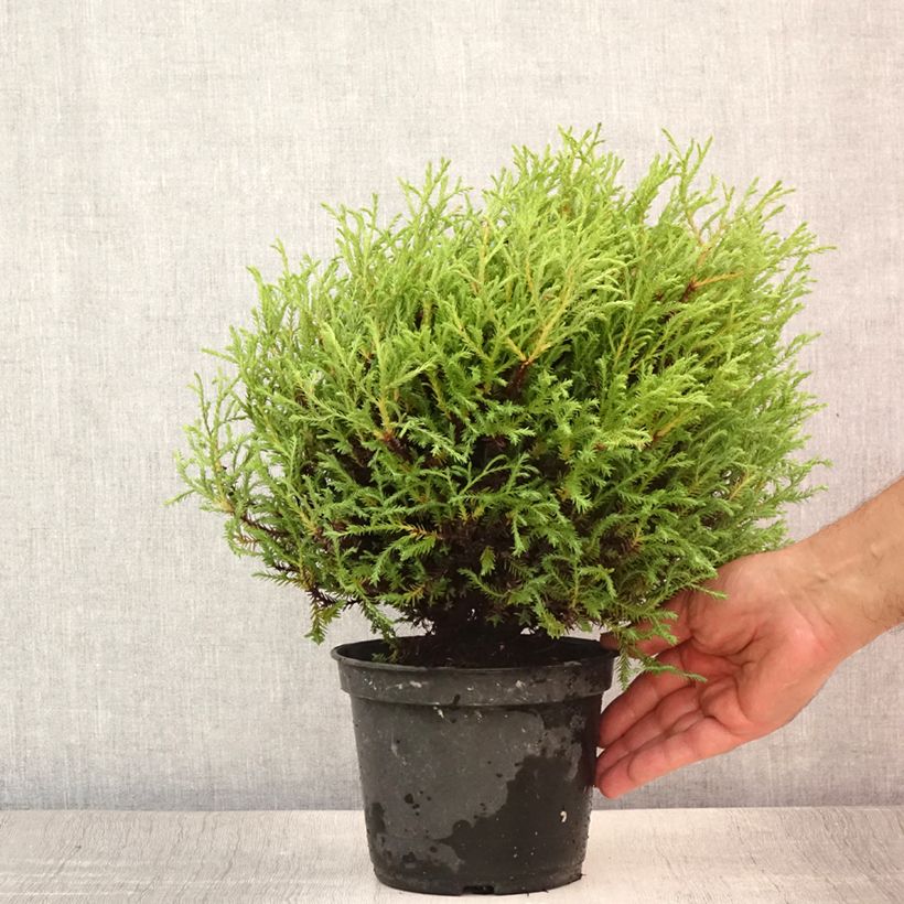 Amostra de Thuja occidentalis Mr Bowling Ball - Tuia-ocidental Vaso de 2 L/3 L tal como entregue no verão