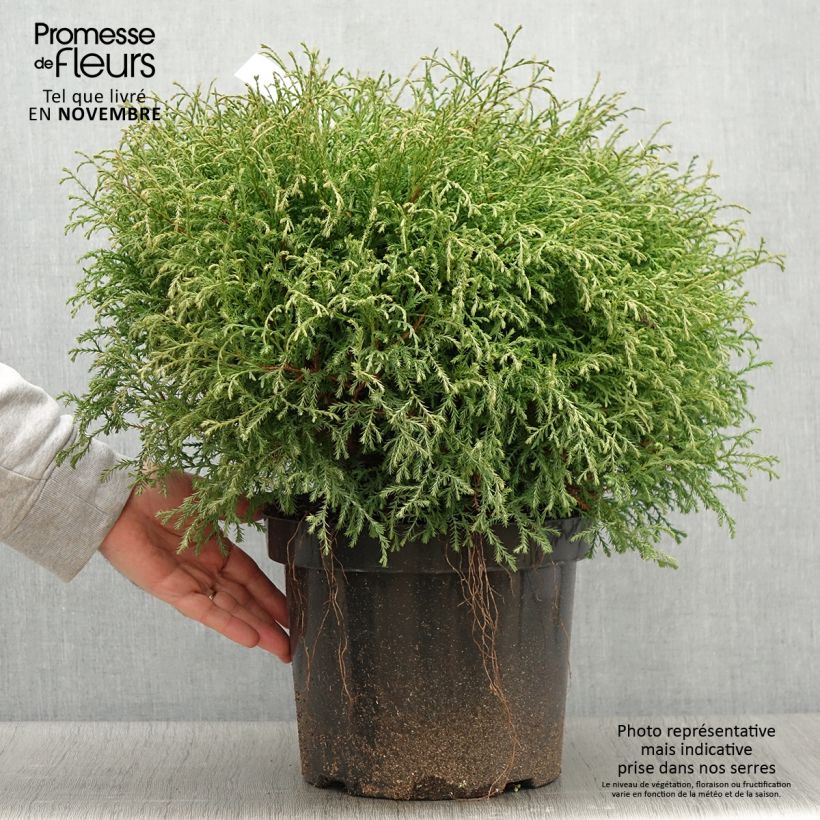 Amostra de Thuja occidentalis Mr Bowling Ball - Tuia-ocidental Vaso de 7,5 L/10 L tal como entregue no outono