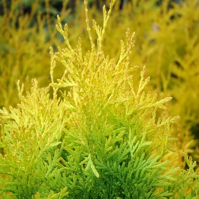 Thuja occidentalis Sunny Smaragd - Tuia-ocidental (Folhagem)