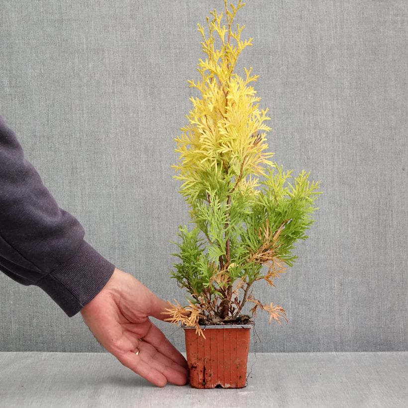 Amostra de Thuja occidentalis Sunny Smaragd - Tuia-ocidental Vaso de 8/9 cm tal como entregue no outono