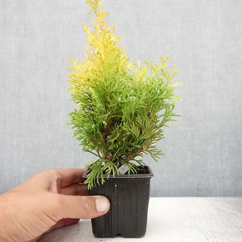 Amostra de Thuja occidentalis Sunny Smaragd - Tuia-ocidental Vaso de 8/9 cm tal como entregue no verão