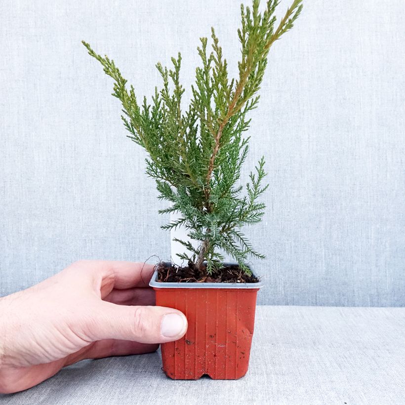 Amostra de Thuja occidentalis Sunny Smaragd - Thuya du Canada Vaso de 8/9 cm tal como entregue no inverno