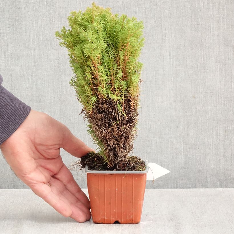Amostra de Thuja occidentalis Teddy - Tuia-ocidental Vaso de 8/9 cm tal como entregue no outono