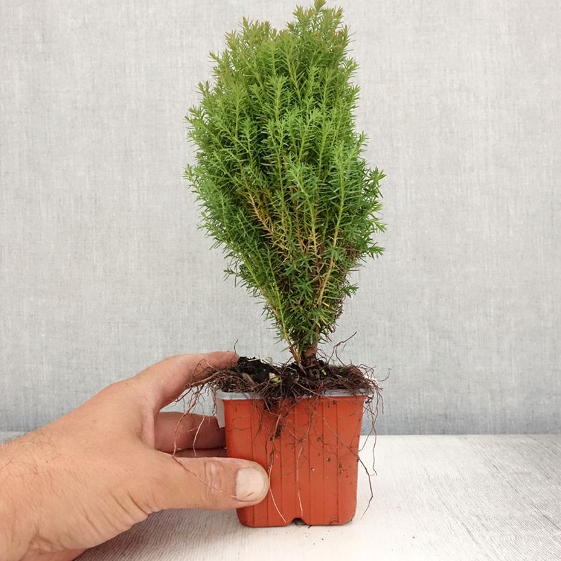 Amostra de Thuja occidentalis Teddy - Tuia-ocidental Vaso de 8/9 cm tal como entregue no verão