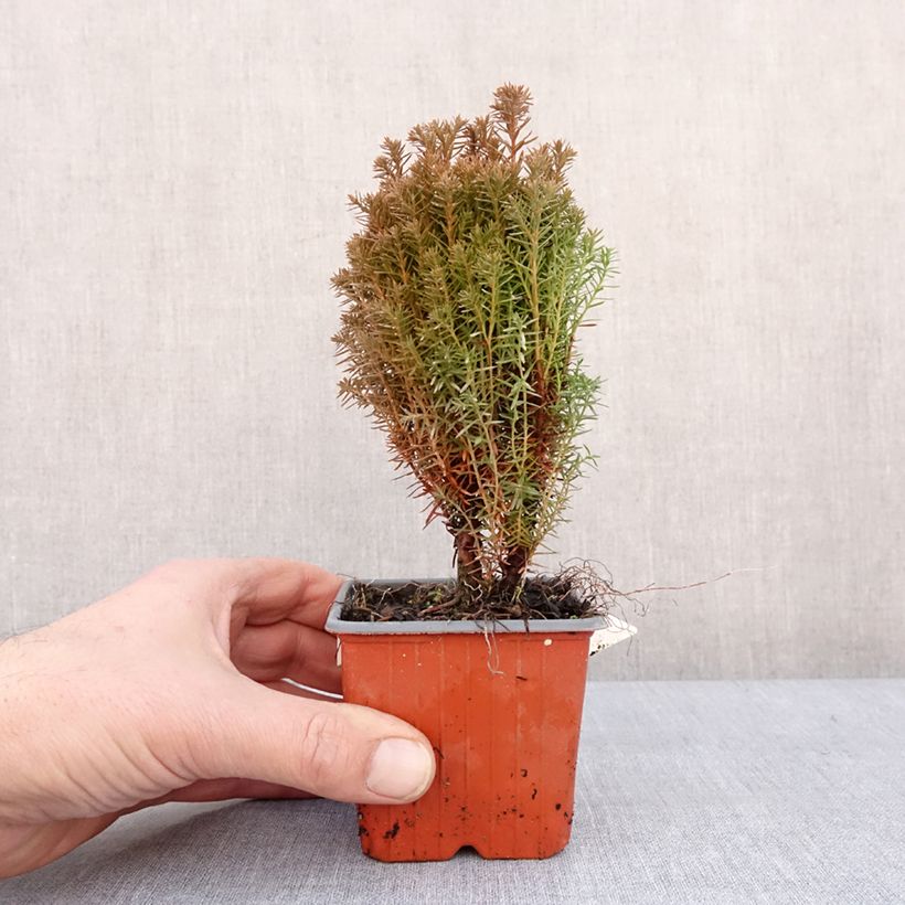 Amostra de Thuja occidentalis Teddy - Tuia-ocidental Vaso de 8/9 cm tal como entregue no inverno