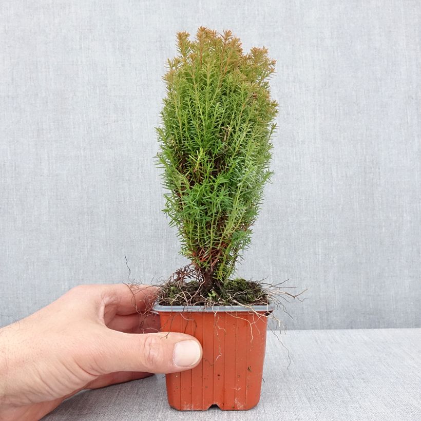 Amostra de Thuja occidentalis Teddy - Tuia-ocidental Vaso de 8/9 cm tal como entregue na primavera
