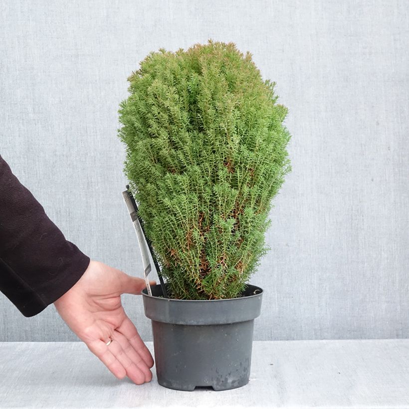Amostra de Thuja occidentalis Teddy - Tuia-ocidental Vaso de 2 L/3 L tal como entregue no outono