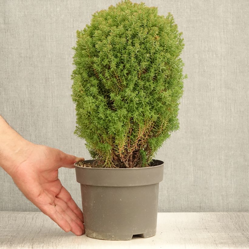 Amostra de Thuja occidentalis Teddy - Tuia-ocidental Vaso de 2 L/3 L tal como entregue no verão