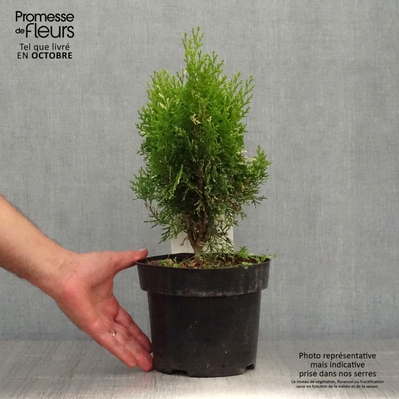 Amostra de Thuja orientalis Fleck - Tuia-ocidental Vaso de 2 L/3 L tal como entregue no outono