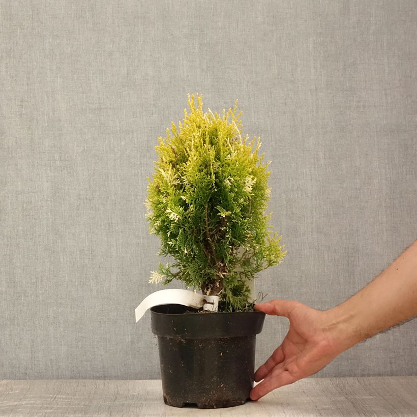 Amostra de Thuja orientalis Fleck - Tuia-ocidental Vaso de 2 L/3 L tal como entregue no verão
