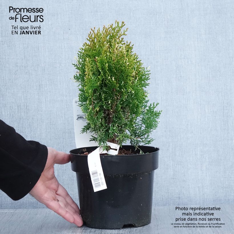 Amostra de Thuja orientalis Fleck - Thuya de Chine ou Thuya d'Orient Vaso de 2 L/3 L tal como entregue no inverno