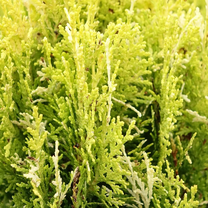 Thuja orientalis Fleck - Tuia-ocidental (Folhagem)