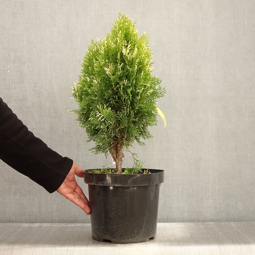 Amostra de Thuja orientalis Fleck - Tuia-ocidental Vaso de 7,5 L/10 L tal como entregue no outono