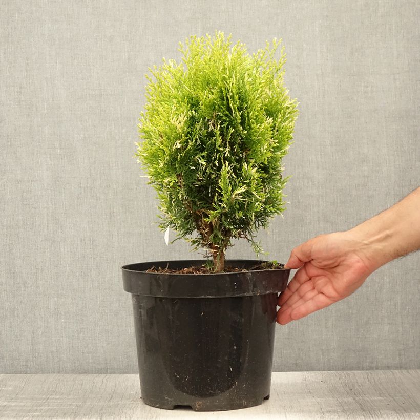 Amostra de Thuja orientalis Fleck - Tuia-ocidental Vaso de 7,5 L/10 L tal como entregue no verão
