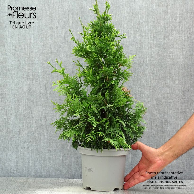 Amostra de Thuja plicata Can-Can - Tuia-gigante Vaso de 2 L/3 L tal como entregue no verão