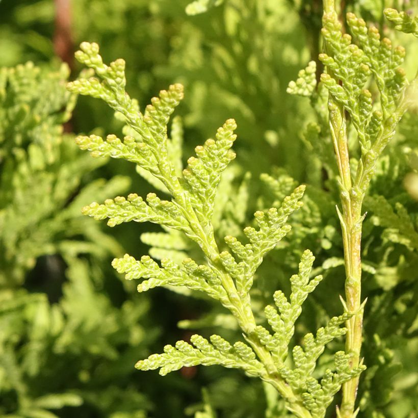 Thuja plicata Can-Can - Tuia-gigante (Folhagem)