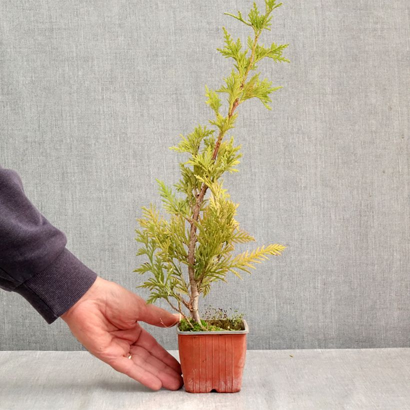Amostra de Thuja plicata Can-Can - Tuia-gigante Vaso de 8/9 cm tal como entregue no outono