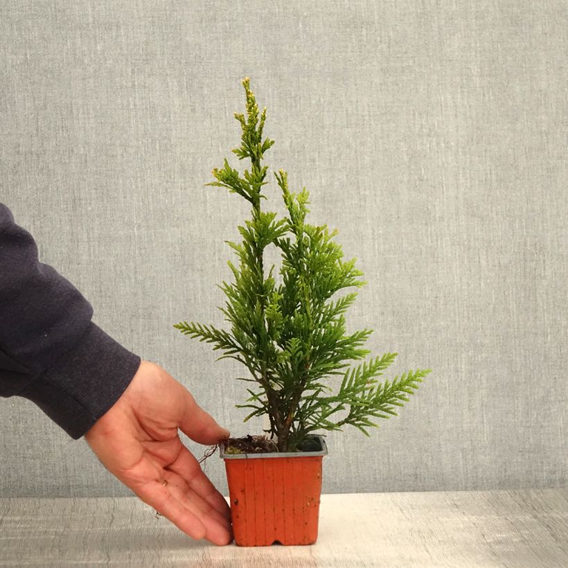 Amostra de Thuja plicata Can-Can - Tuia-gigante Vaso de 8/9 cm tal como entregue na primavera