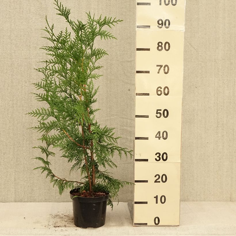 Amostra de Thuja plicata Excelsa - Tuia-gigante Vaso de 2 L/3 L tal como entregue no outono