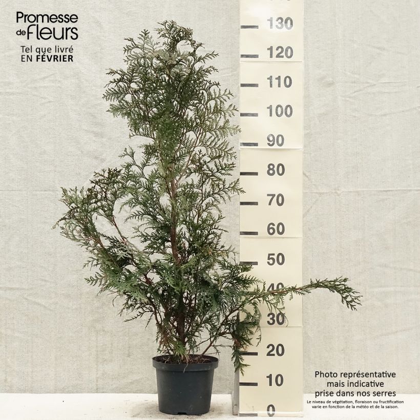 Amostra de Thuja plicata Excelsa - Tuia-gigante Vaso de 2 L/3 L tal como entregue no inverno