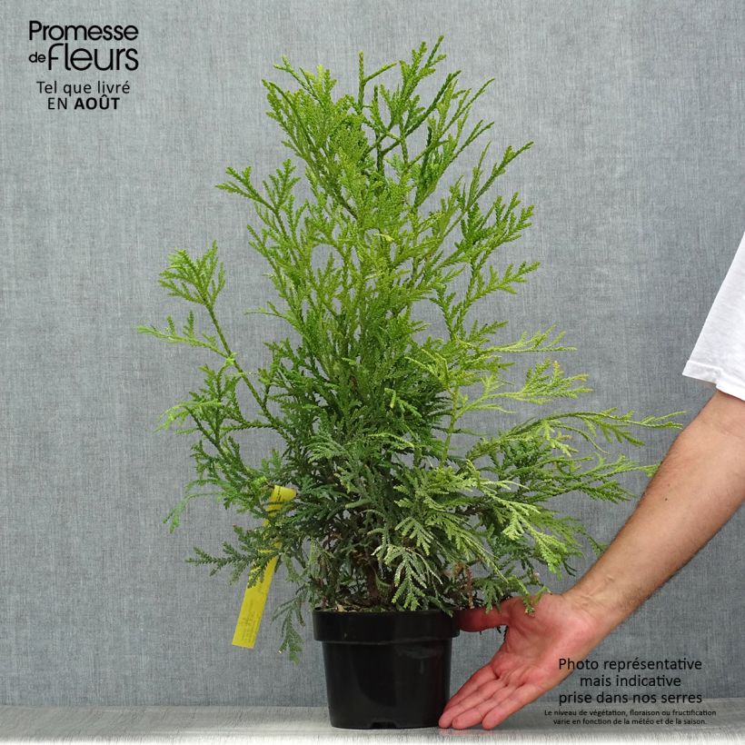 Amostra de Thujopsis dolabrata Variegata - Tuia-do-japão Vaso de 2 L/3 L tal como entregue no verão