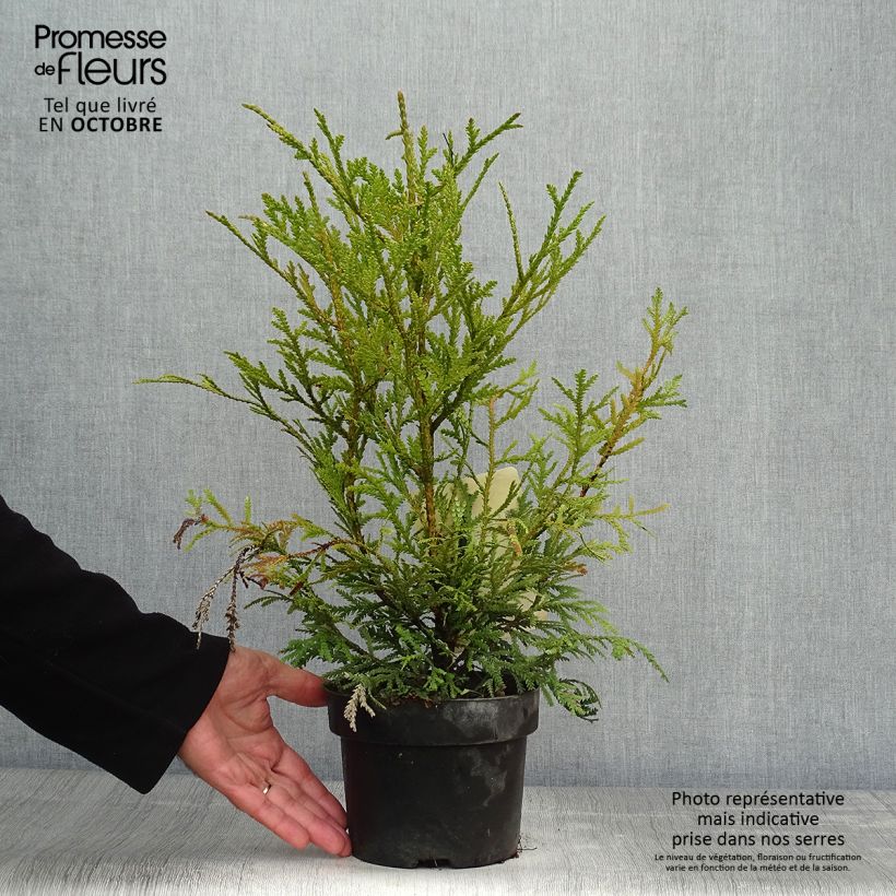 Amostra de Thujopsis dolabrata - Tuia-do-japão Vaso de 2 L/3 L tal como entregue no outono