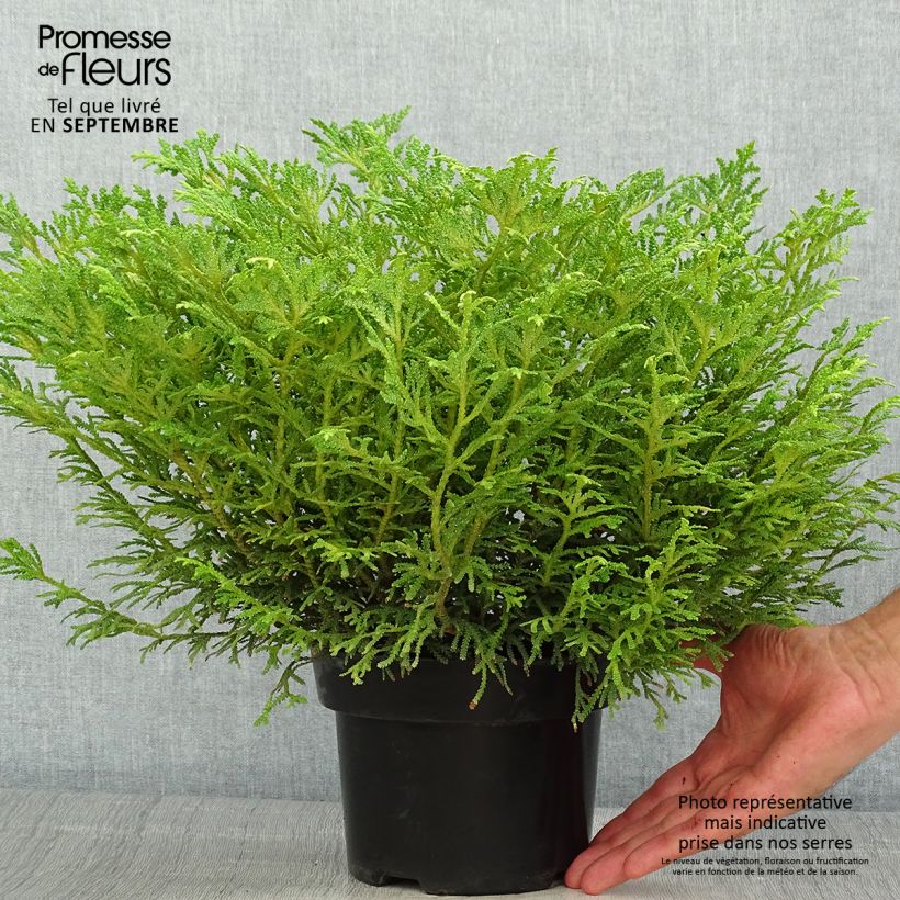 Amostra de Thujopsis dolabrata Nana - Tuia-do-japão Vaso de 2 L/3 L tal como entregue no verão