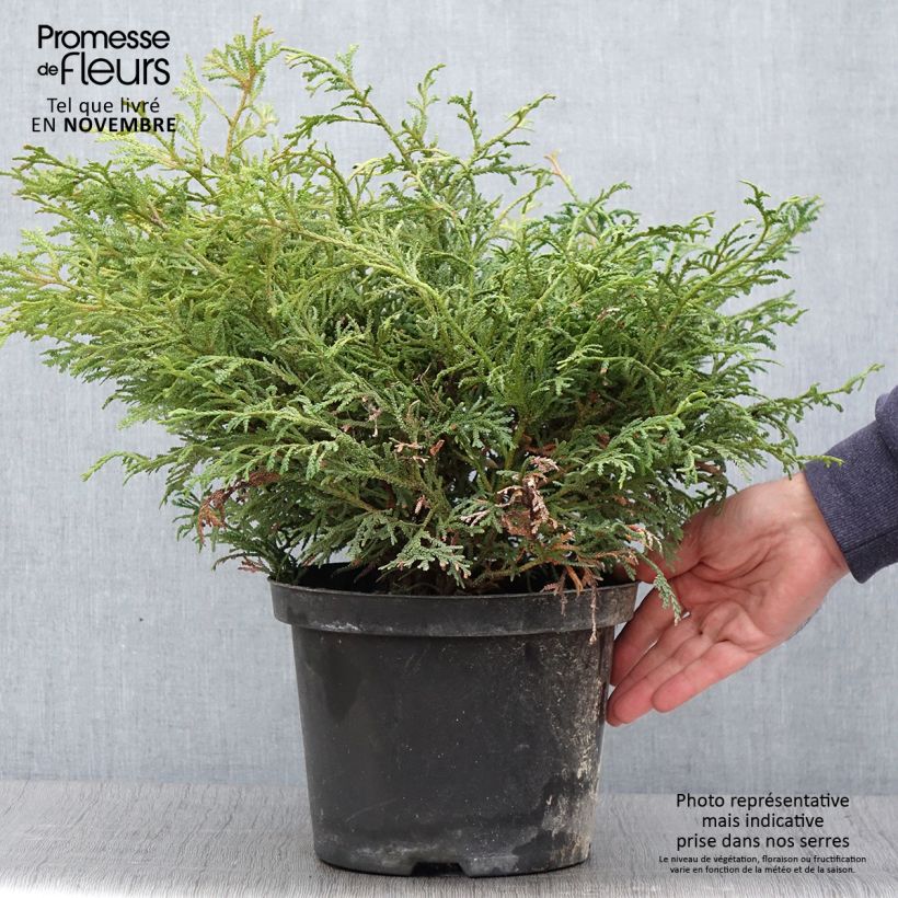 Amostra de Thujopsis dolabrata Nana - Tuia-do-japão Vaso de 4 L/5 L tal como entregue no outono