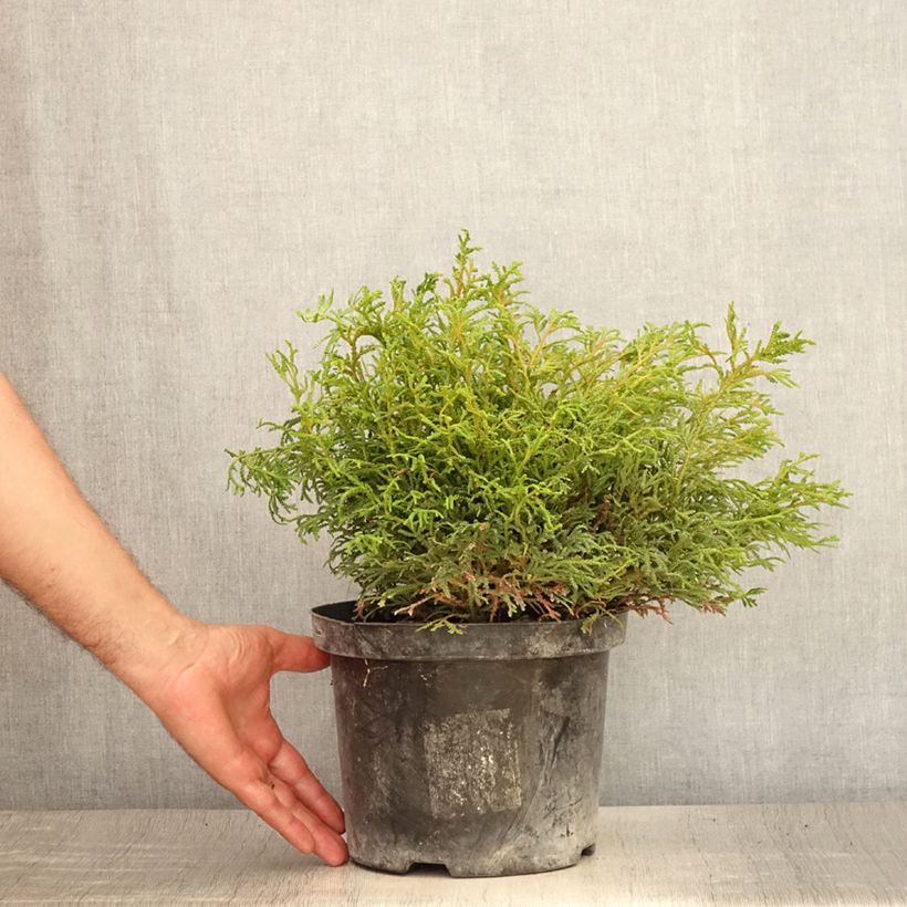 Amostra de Thujopsis dolabrata Nana - Tuia-do-japão Vaso de 4 L/5 L tal como entregue no verão