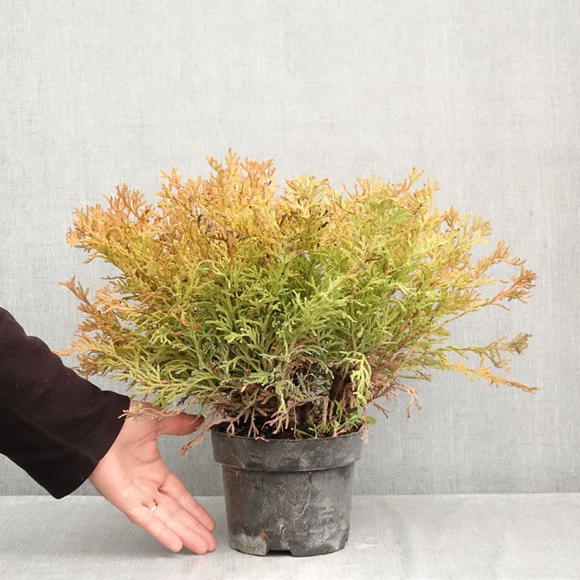 Amostra de Thujopsis dolabrata Nana - Tuia-do-japão Vaso de 2 L/3 L tal como entregue no outono