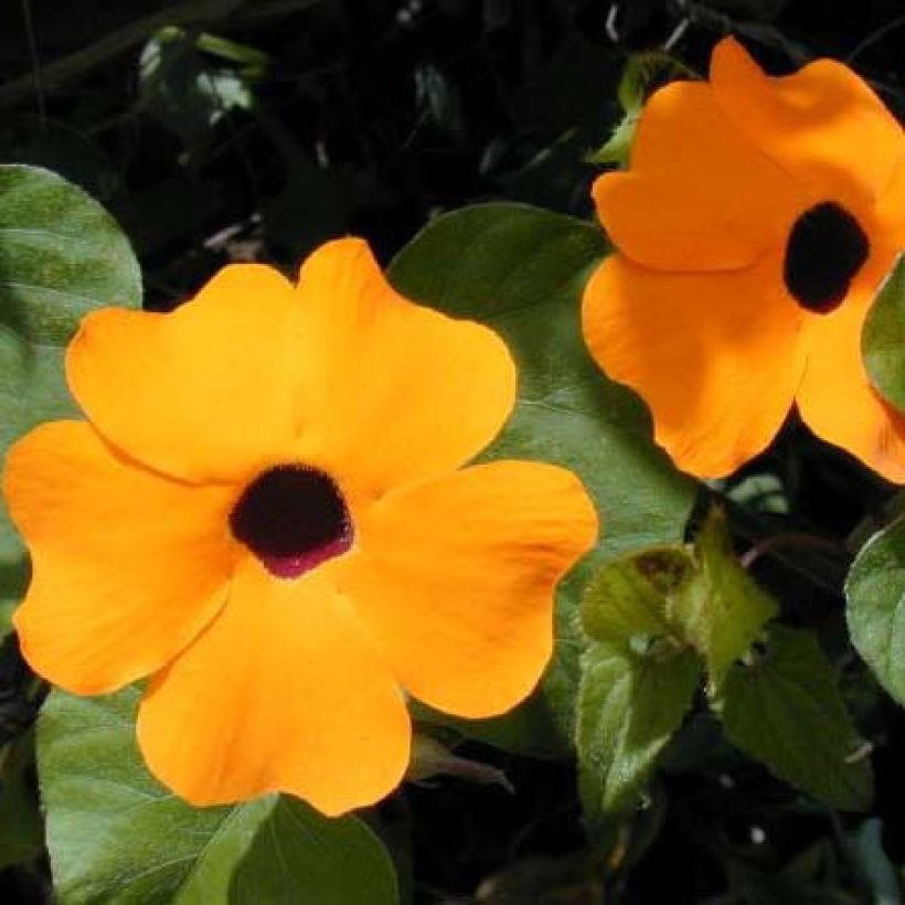Thunbergia alata Tangerine (Floração)